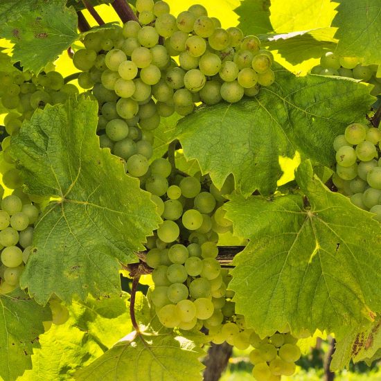 Pretty picture of grapes - Côte de Beaune